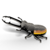 PUZZLE 3D STAG BEETLE 114 EUGY