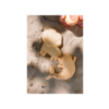 SET DE JUGUETES DE PLAYA WILD ANIMALS